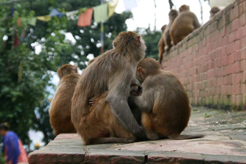 India & Nepal 2011 - 0409